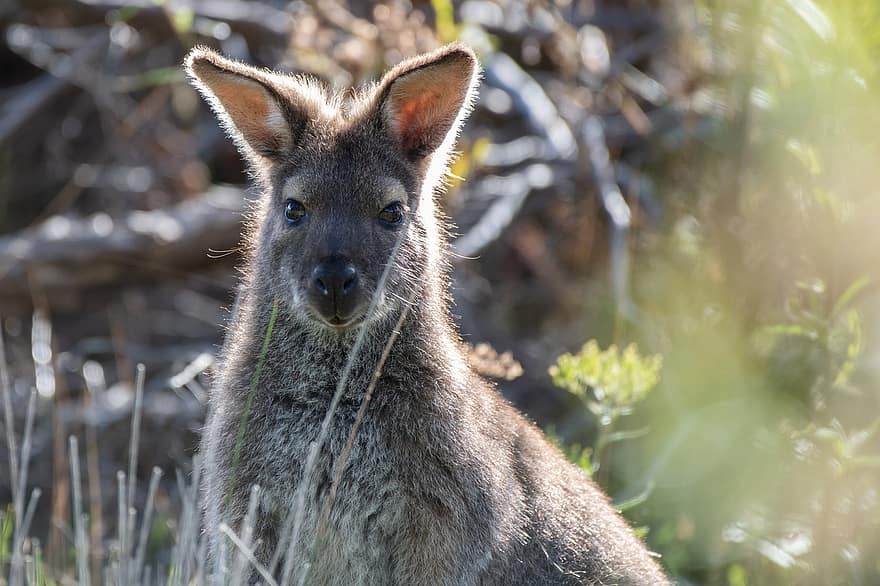 bennetts wallaby, wallaby, torbacz, ssak, dzikiej przyrody, dziki, australijski, Australia, Notamacropus Rufogriseus, makropod, pasące się zwierzę