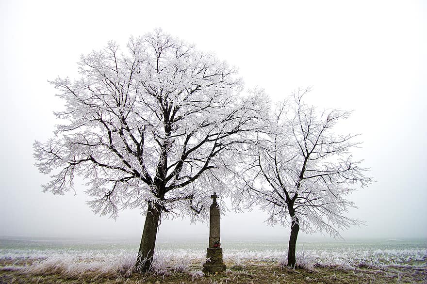 зима, дървета, сняг, дърво, клон, пейзаж, сезон, самота, растение, мъгла, есен
