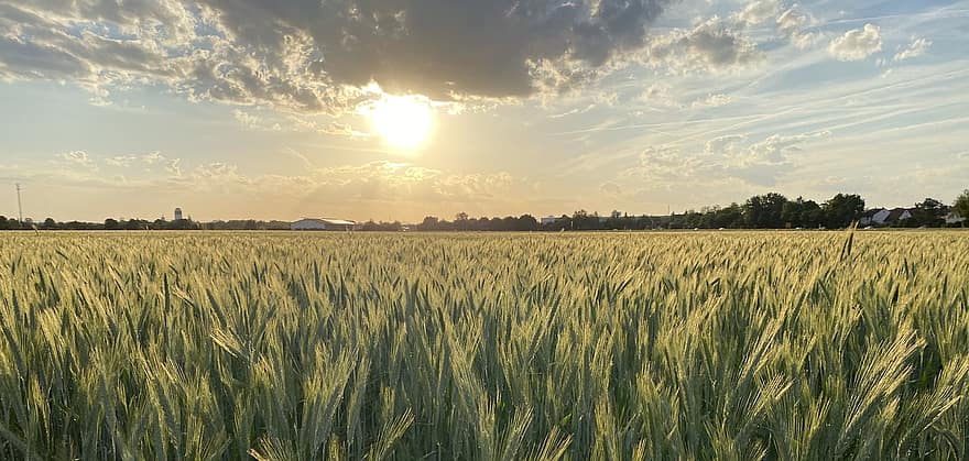 поле, залез, зърно, поле пшеница, природа, облаци, слънце, ливада, селско стопанство, селска сцена, лято