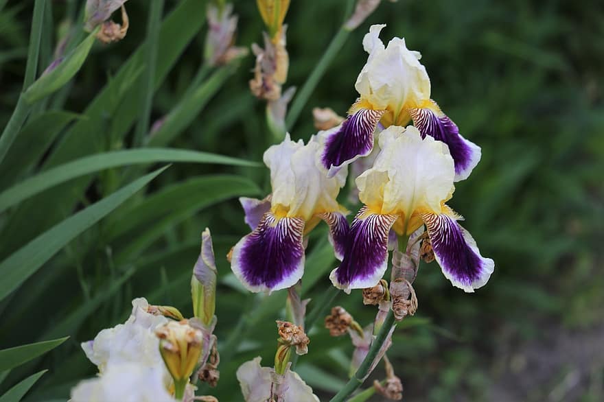 iris, plantă, flori, a inflori, primăvară, albastru, galben, petale, natură