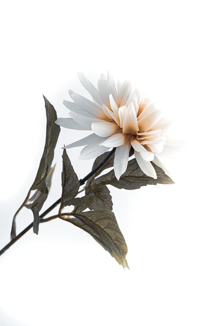 floare, frunze, plantă, floare albă, petale, a inflori, decorativ, tapet, fundal