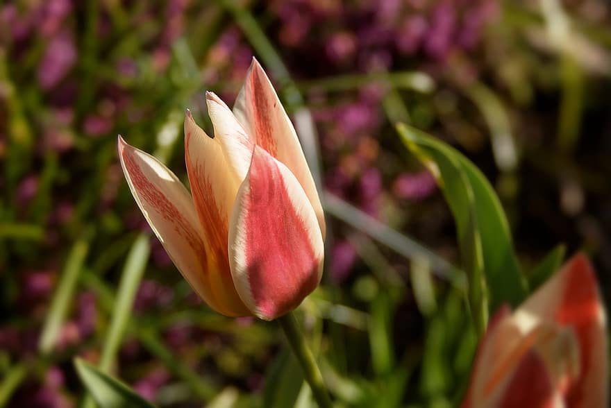 tulipa, flor desabrochando, Flor, flor, fechar-se, Primavera, natureza, plantar, cabeça de flor, verão, pétala