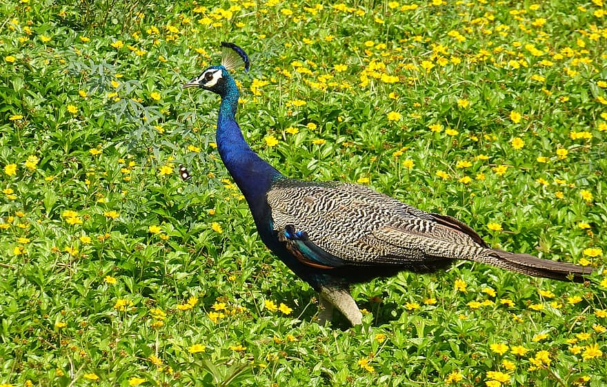 Bird, Peafowl, Ornithology, Species, Avian, Animal, Fauna, Peacock, Pavo Cristatus, Pheasant, Phasianinae