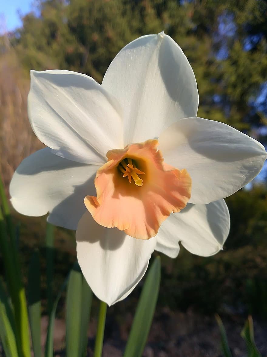 Spring, Daffodil, Garden