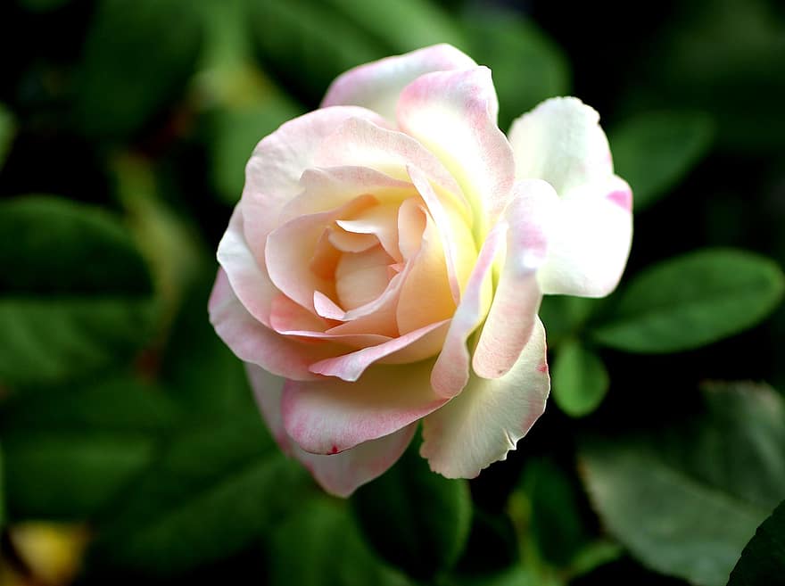 роза, цвете, бяла роза, бяло цвете, листенца, бели венчелистчета, разцвет, цвят, природа, флора