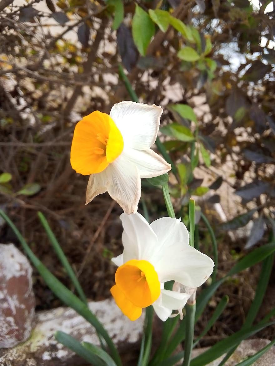 Bosbloemige Narcis, bloemen, tuin-, bloeien, bloesem, bloemblaadjes, flora, bloementeelt, bloem, fabriek, zomer