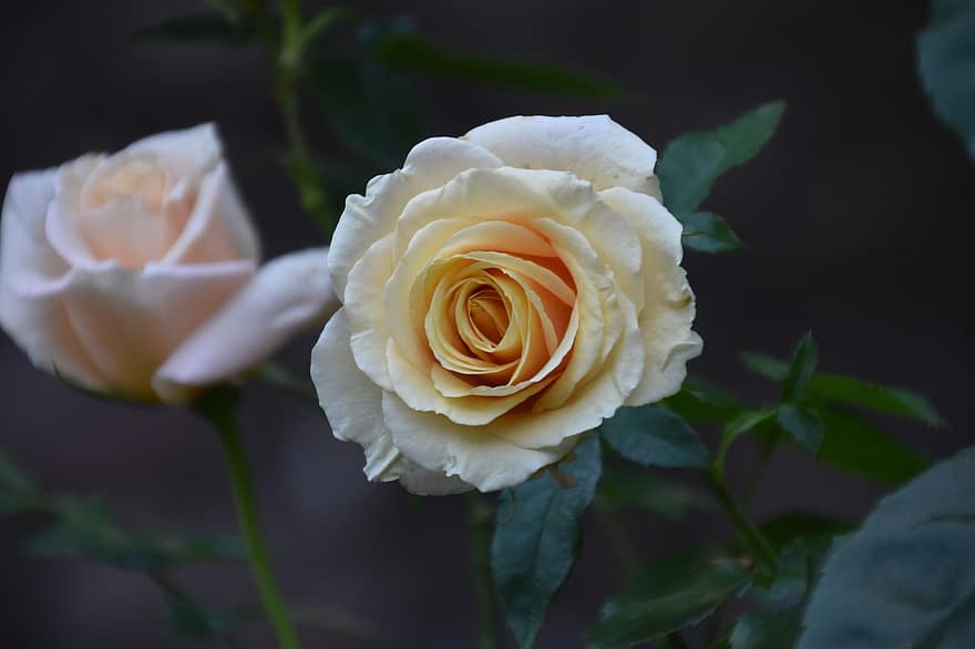 róże, białe róże, białe kwiaty, ogród, Natura, kwiaty ślubne, tło, Tapeta