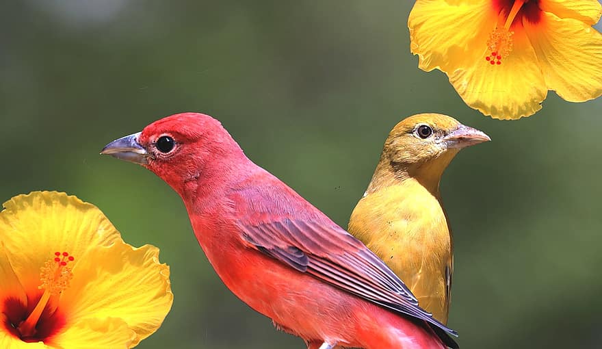 Summer Tanagers, burung-burung, pasangan, bulu, bunga-bunga, kembang sepatu, bulu burung, ave, burung, ilmu burung, mengamati burung
