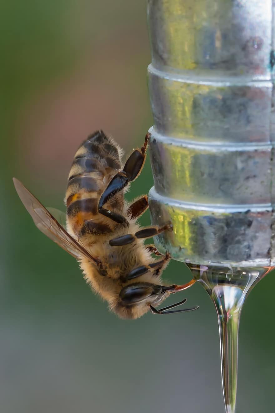 бджола, комаха, сад, медоносна бджола, тварина, природи