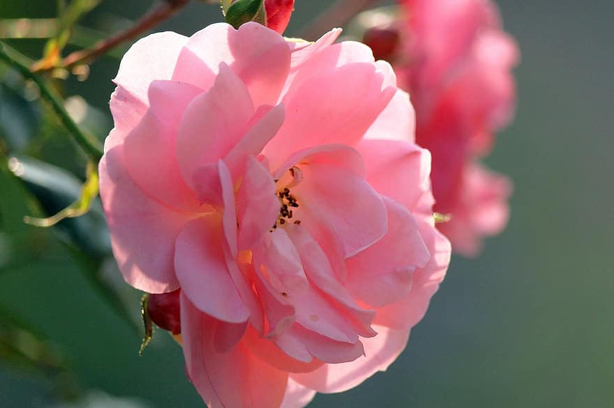 ruusu-, pinkki ruusu, kukka, kukinta, vaaleanpunaiset terälehdet, vaaleanpunainen kukka, puutarha, terälehdet, ruusupuska, luonto, kasvisto