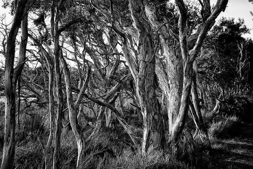 Trees, Branches, Paperbarks, Bark, Moody, Black And White, Wood