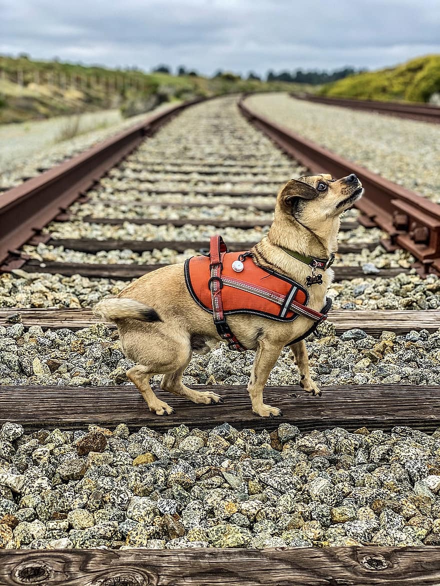 hund, togspor, monterey, jernbane, spor