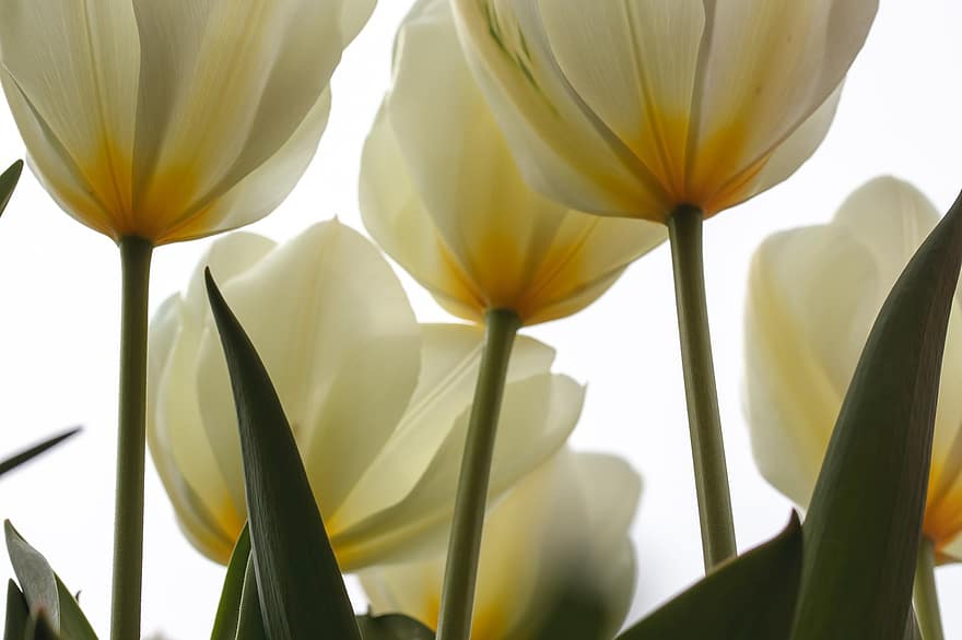 tulipaner, blomst, vår, blomstre, hage, natur, planter, gule blomster, blader, nærbilde, anlegg