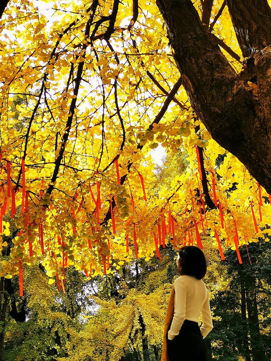 銀杏、自然、秋