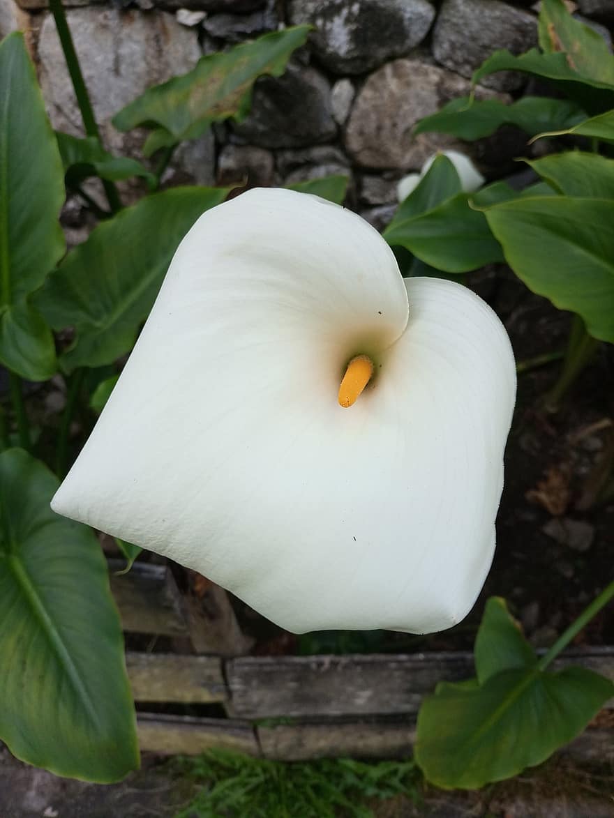 زنبق كالا ، زهرة الزنبق ، زهرة بيضاء ، zantedeschia aethiopica ، طبيعة ، زهرة ، النباتية