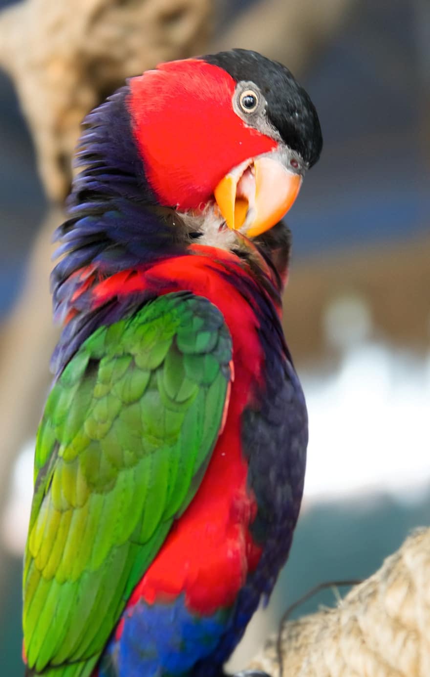 macaw, burung beo, burung, bertengger, hewan, bulu, bulu burung, paruh, tagihan, mengamati burung, ilmu burung