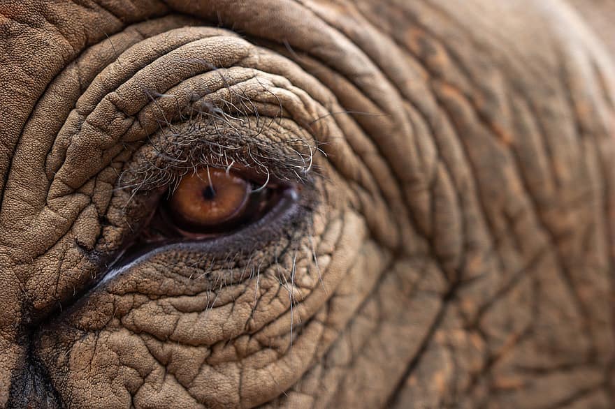 ojo de elefante, elefante, paquidermo, de cerca, cara de elefante, animalote, mamífero, animal, África, fauna silvestre, desierto