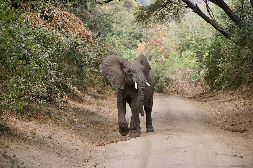 gajah, hewan, safari, Gajah Afrika, mamalia, binatang buas, margasatwa, fauna, gurun, alam