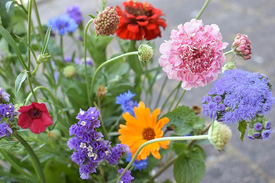 꽃들, 식물, 꽃다발, 바다 라벤더, 블루 밍크, 백일초, 금잔화, 꽃잎, 새싹, 꽃, 이파리