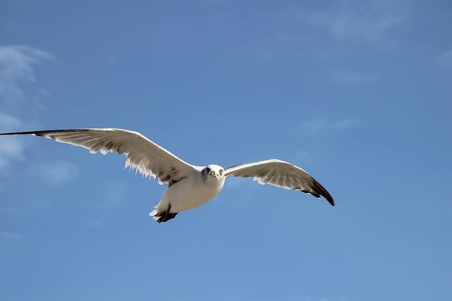 Gull, Flying, Sky, Bird, Seagull, Seabird, Water Bird, Aquatic Bird, Animal, Nature