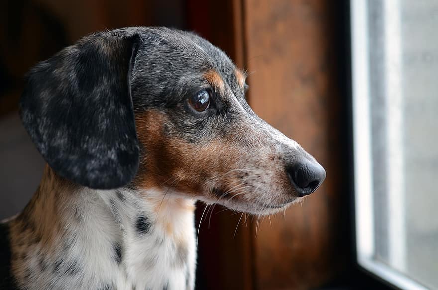 dachshund, dapple, gos, finestra, mascota, animal, gos domèstic, caní, mamífer, musell, cap