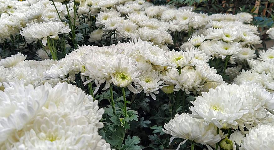 chryzantemy, kwiaty, ogród, białe kwiaty, płatki, białe płatki, kwiat, kwitnąć, flora, rośliny