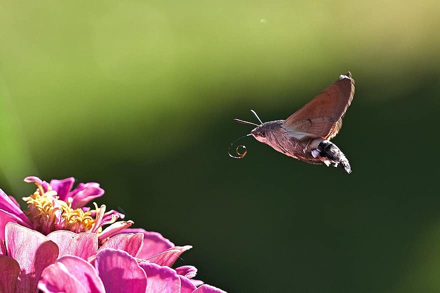 hummingbird hawk moth, drugys, gėlė, vabzdys, skrydis, skraidantis, cinija, žydi, žiedas, žydintys augalai, dekoratyviniai augalai