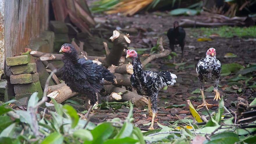 állatok, csirkék, baromfi, haszonállatok, tanya, Indonézia