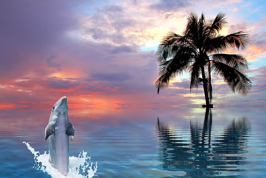 delfin, hav, Strand, dyr, svømme~~POS=TRUNC, dyreliv, palmetre, ferie, reise, marine, akvatisk