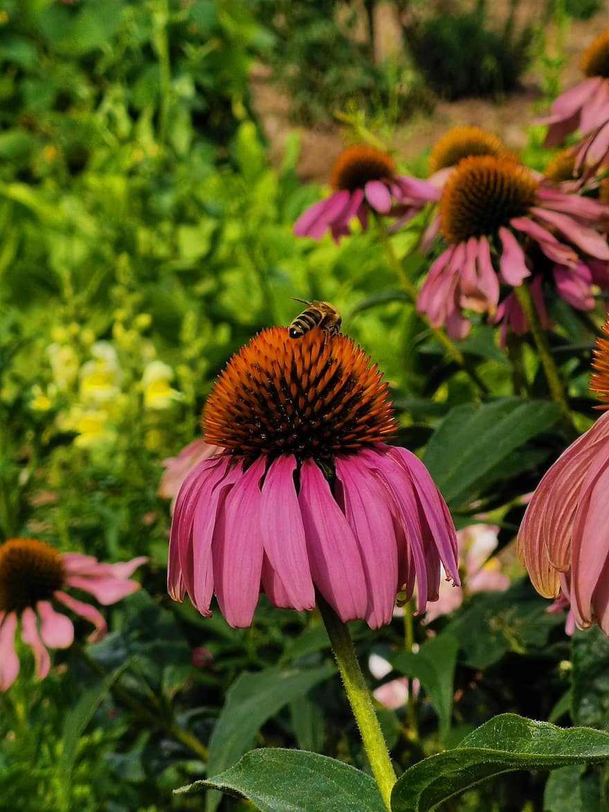 花、蜂、昆虫、自然、咲く、春、蜜、花粉、工場、紫の、フローラ