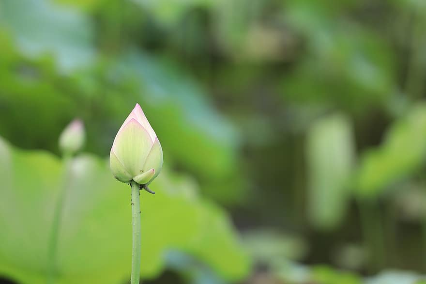 Lotus, Flower, Bud, Flower Bud, Lotus Flower, Budding, Blossoming, Blooming, Single, Single Flower, Aquatic Plant
