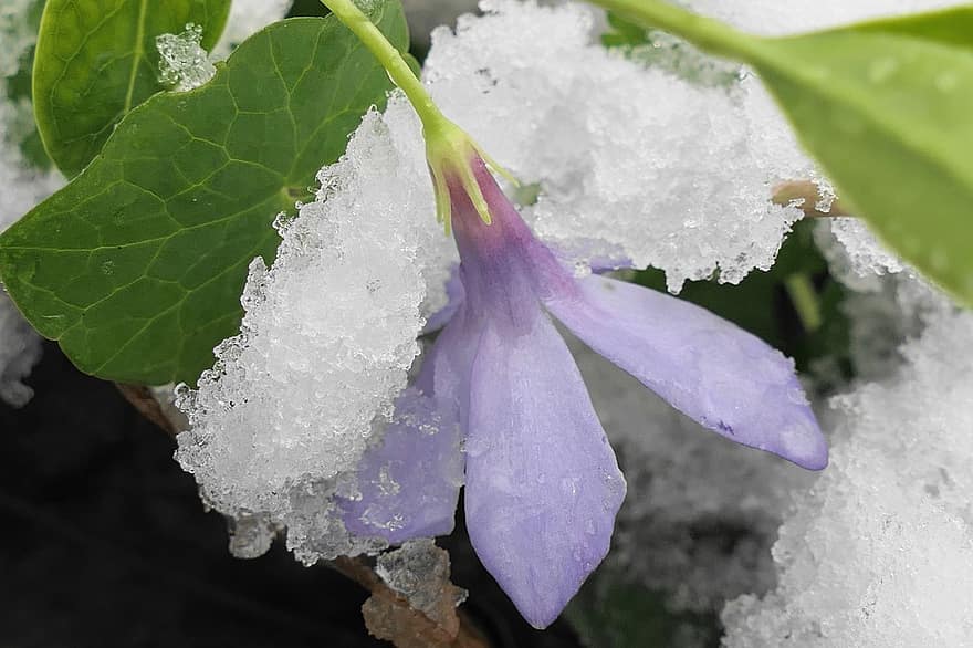 květ, mráz, Studený, sníh, fialový, Příroda, detail, list, led, svěžest, rostlina