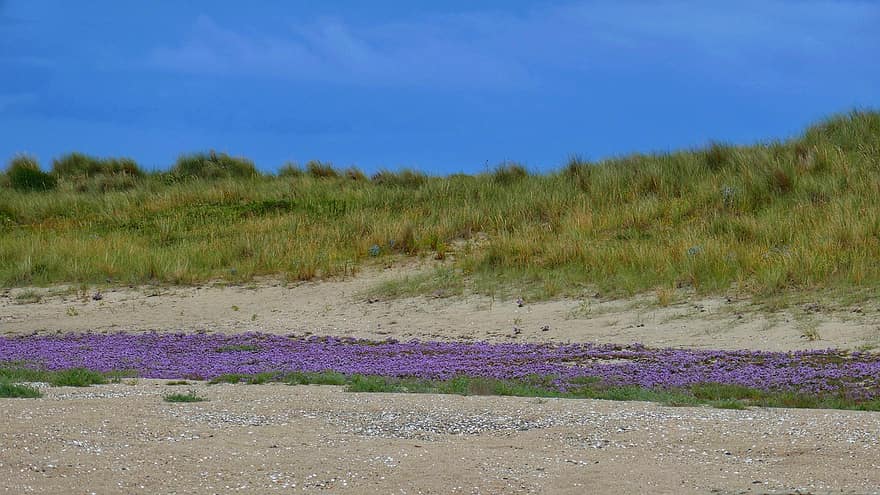 piasek, wydmy, kwiaty, trawa, plaża