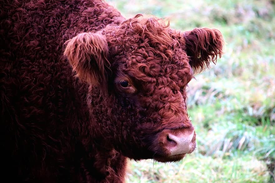 thịt bò, gia súc ở cao nguyên, galloway, gia súc cao nguyên Scotland, nông nghiệp