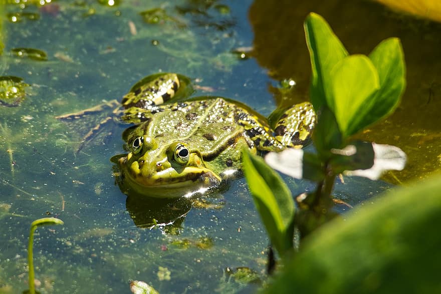 カエル、動物、池、緑の池のカエル、両生類、野生動物、水、自然
