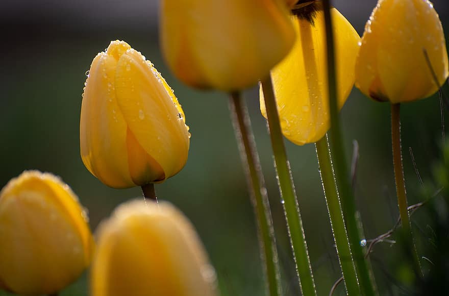 тюльпани, квіти, роса, крапельки роси, краплі, мокрий, жовті тюльпани, жовті квіти, цвітіння, весняні квіти, весна