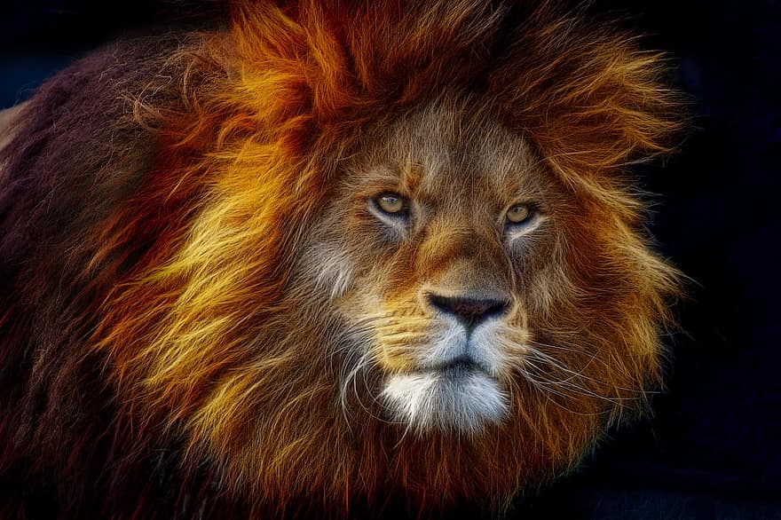 фракталій, великий кіт, тварина, тваринний світ, лев, грива, зоопарк, хижак, левова грива