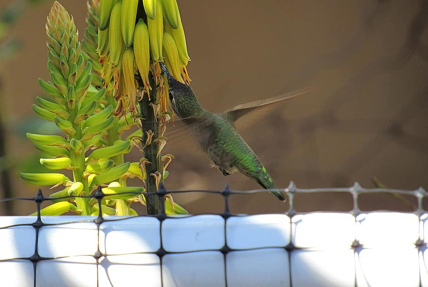 hummingbird, pollinering, natur, dyr