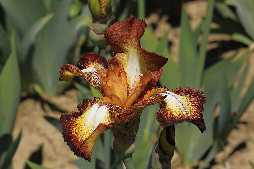 Plant, Flowers, Iris, Botany, Bloom, Blossom, Fleur-de-lys, Sword Lilies, Bearded Iris, Iris Barbata Elatior, Sword Lily Family