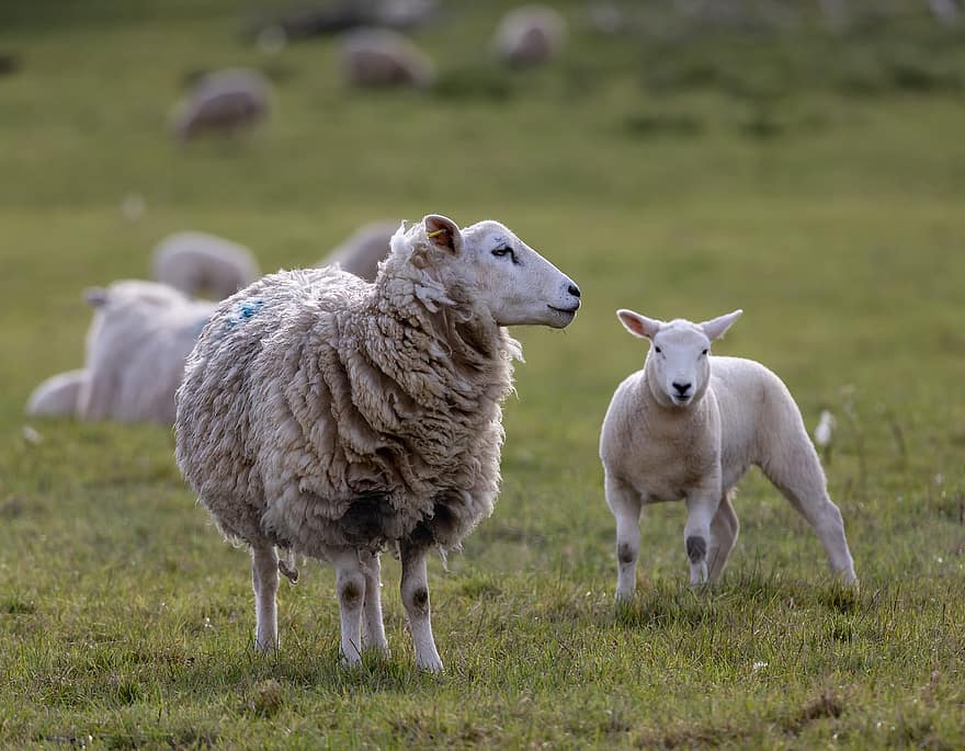 schapen, lam, farm, weide, vee, veld-, natuur, schattig, landelijk, gras, kudde
