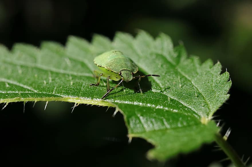 Stink Bug, Bug, Insect, Nature, Animal, Close Up, Green, Beetle, Leaves, Flora, Plant