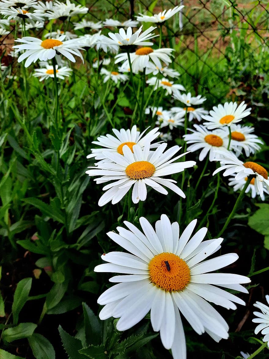 Daisy, Macro, White, Nature, Flora, Garden, Flowers, Flower, Shiny, Yellow