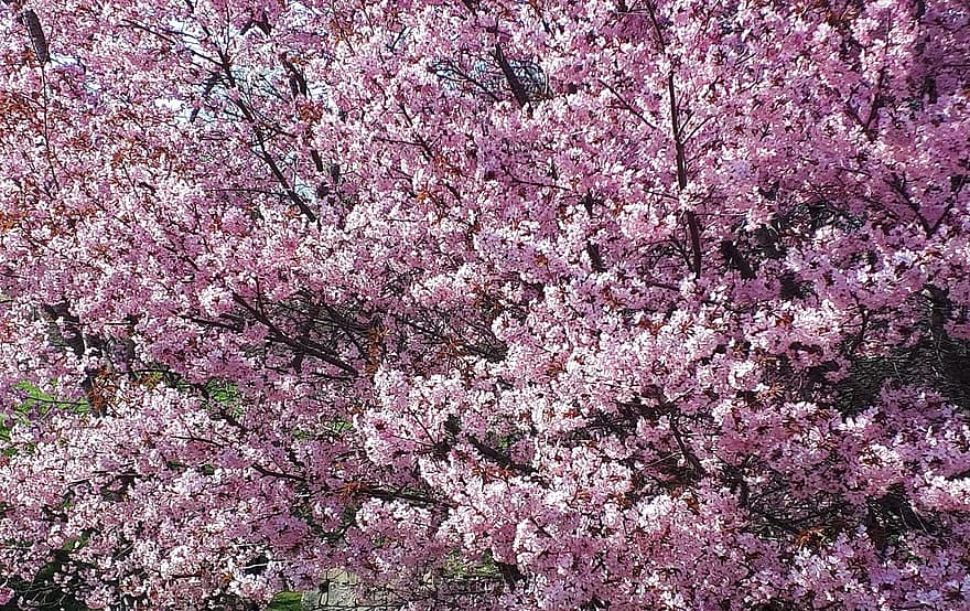 сакура, квіти, цвітіння вишні, дерево, рожеві пелюстки, пелюстки, цвітіння, флора, весняні квіти, природи, рожевий колір