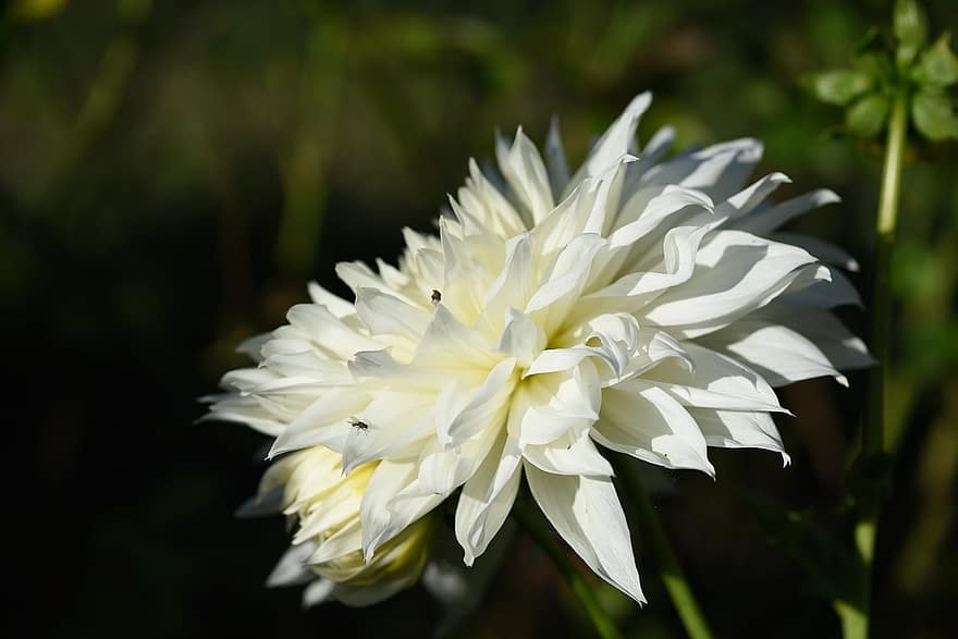 flor, blanco, dalia, floración, pétalos