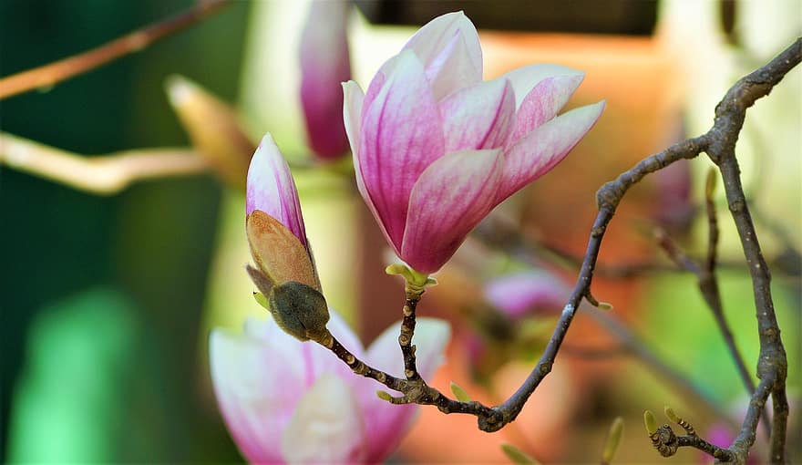 magnolia, yulan magnolia, vaaleanpunaiset kukat, kevät, puutarha, kukat, lähikuva, kukka, kasvi, puun lehti, terälehti