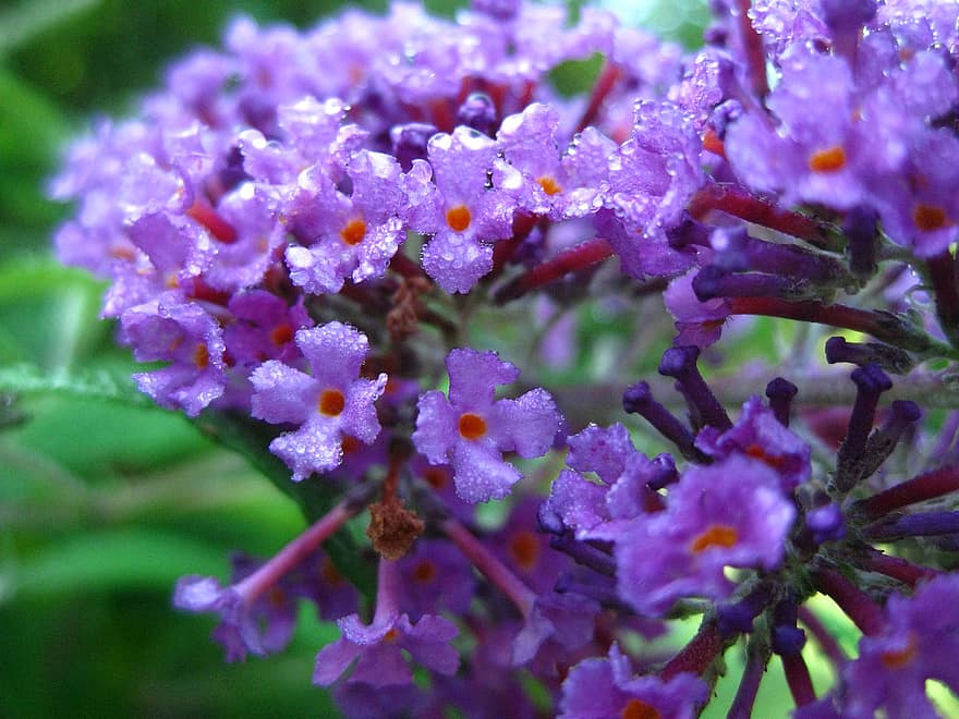 мокрый, дождь, цветы, пурпурный, бабочка куст, природа, закрыть, хорошенький, роса