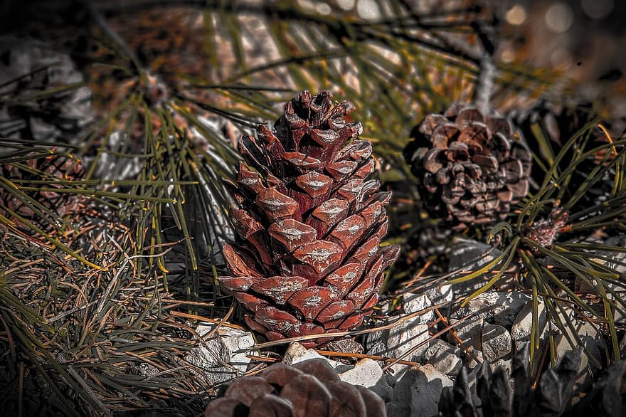 Conifer, Pine Cone, Nature, Christmas, Holiday, Plant, close-up, coniferous tree, leaf, forest, tree