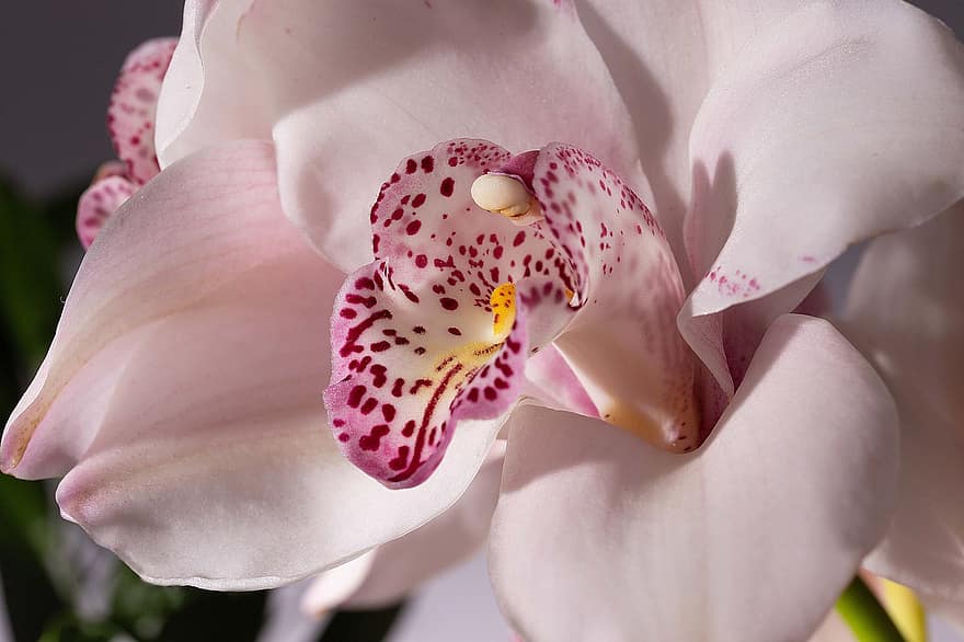 orkide, blomma, natur, sommar, närbild, växt, kronblad, blomhuvud, blad, botanik, friskhet