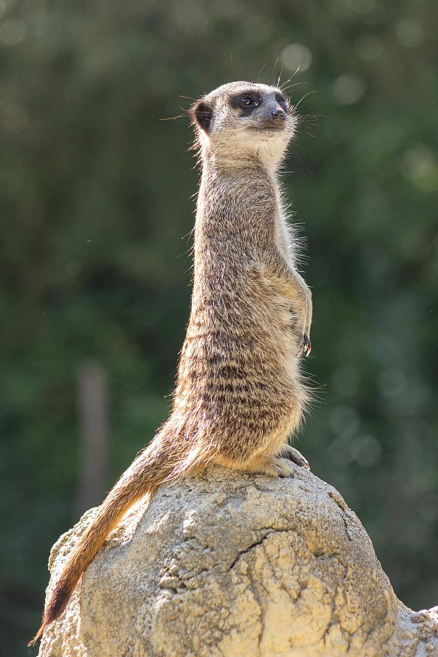meerkat, animal, jardim zoológico, suricate, mamífero, mangusto, animais selvagens, pequeno, pele, selvagem, natureza