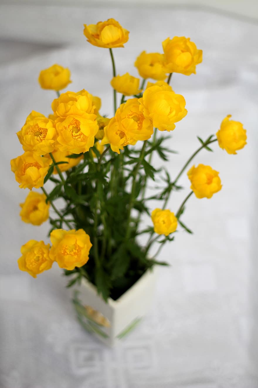 bunga-bunga, vas, buket, Globeflower, berkembang, mekar, botani, pertumbuhan, kelopak, kuning, bunga